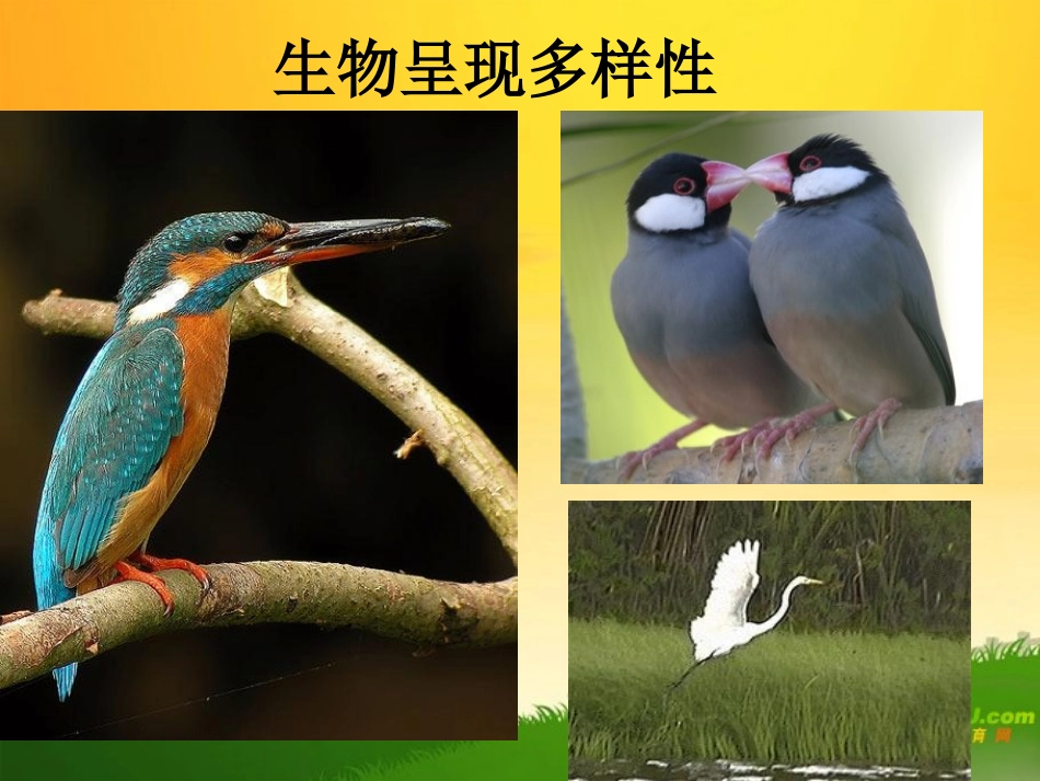 高中生物：第1节基因指导蛋白质得合成课件人教版必修2_第3页
