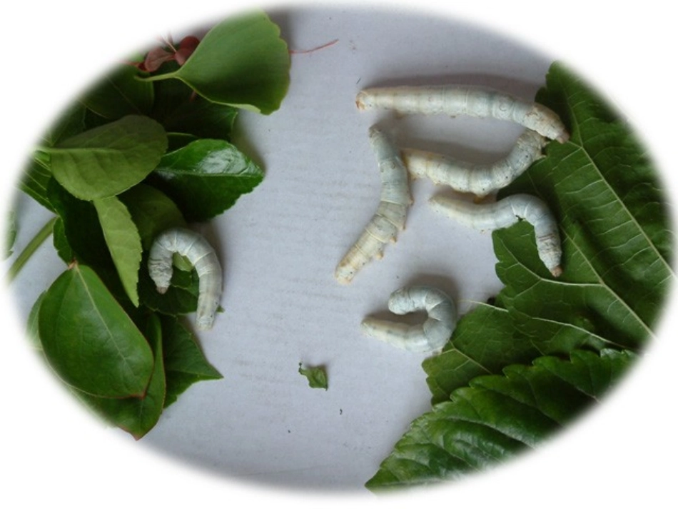 《蚕姑娘》PPT课件(苏教版二年级语文下册课件)_第3页