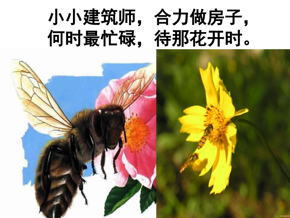 26蜜蜂引路教学课件_第2页