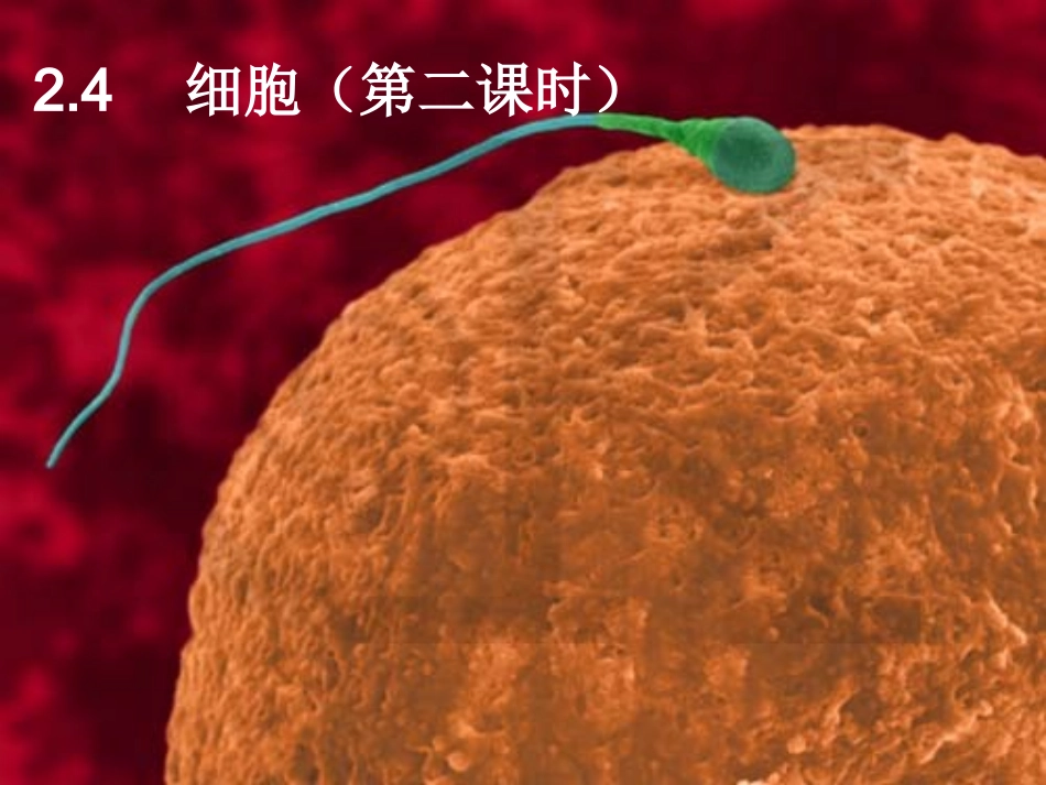 七年级科学上册《细胞》课件7-浙教版_第1页