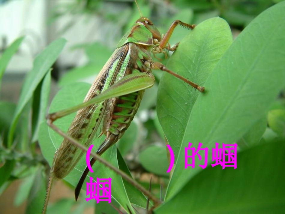 送给盲婆婆的蝈蝈-431960_第2页