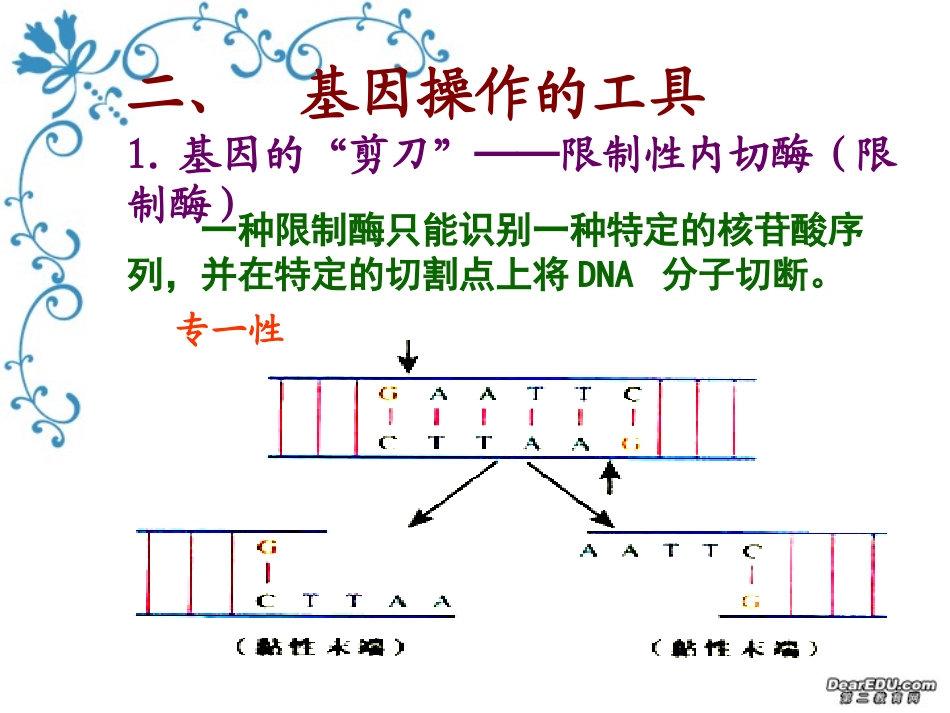 高中生物-基因工程及其应用课件2-人教版必修2_第3页