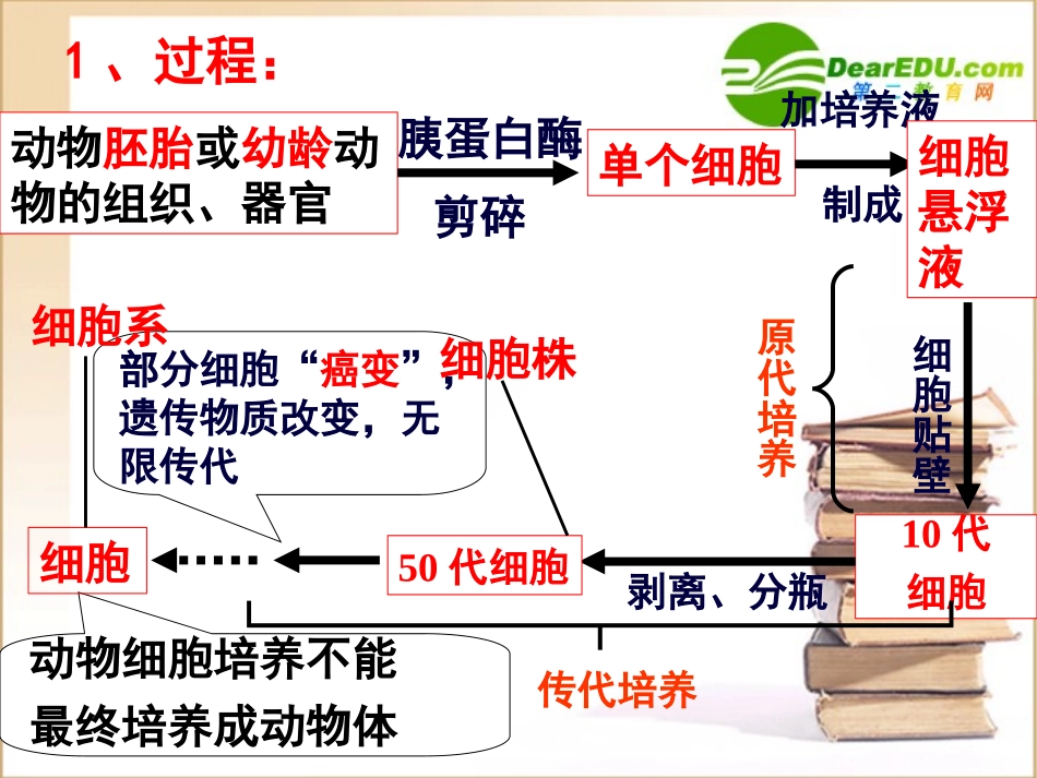 高中生物-动物细胞工程专题复习课件-人教版选修3_第3页