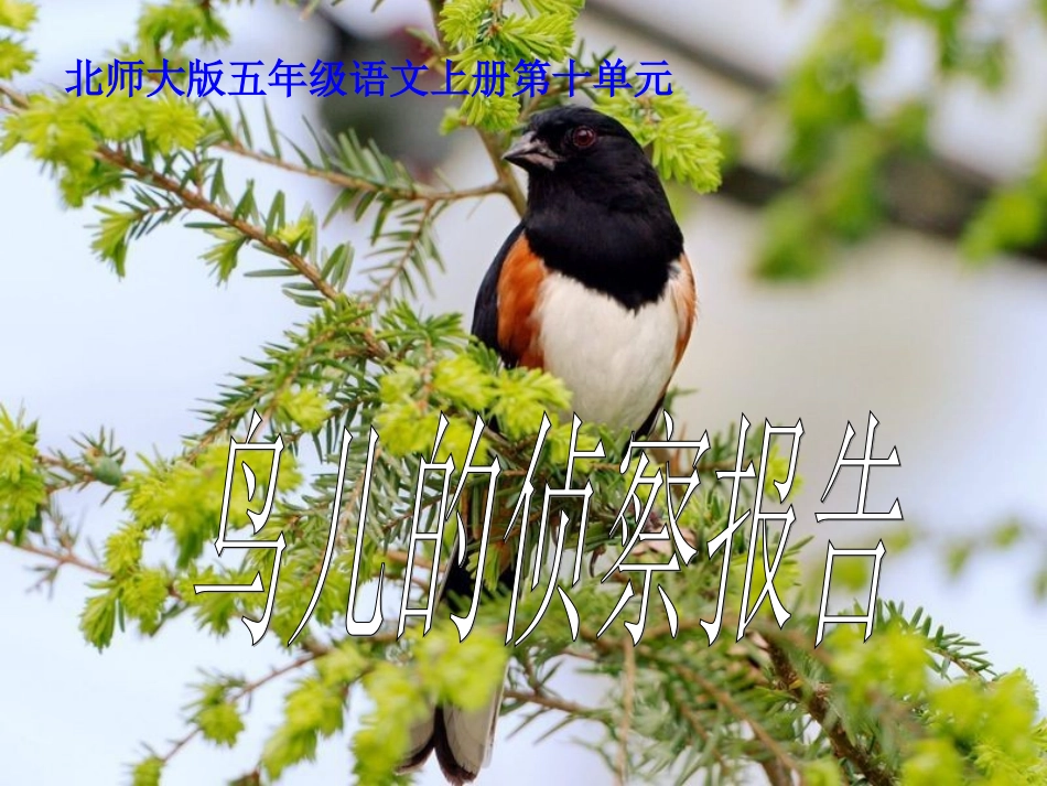 北师大版五年级语文上册《鸟儿的侦察报告》优质课PPT课件_第1页