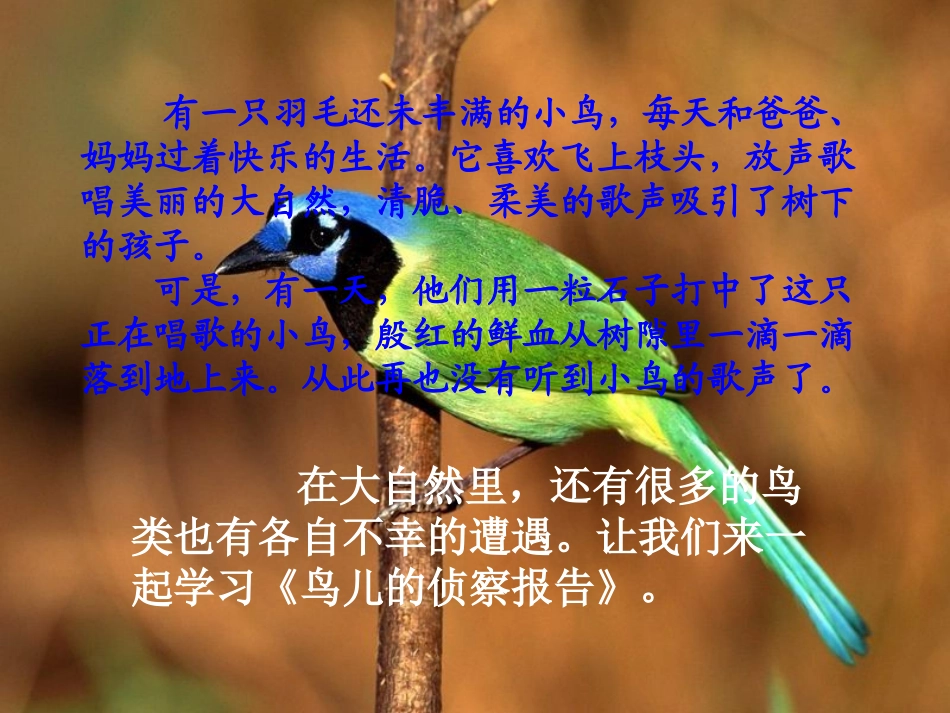 北师大版五年级语文上册《鸟儿的侦察报告》优质课PPT课件_第2页