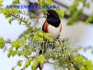 北师大版五年级语文上册《鸟儿的侦察报告》优质课PPT课件