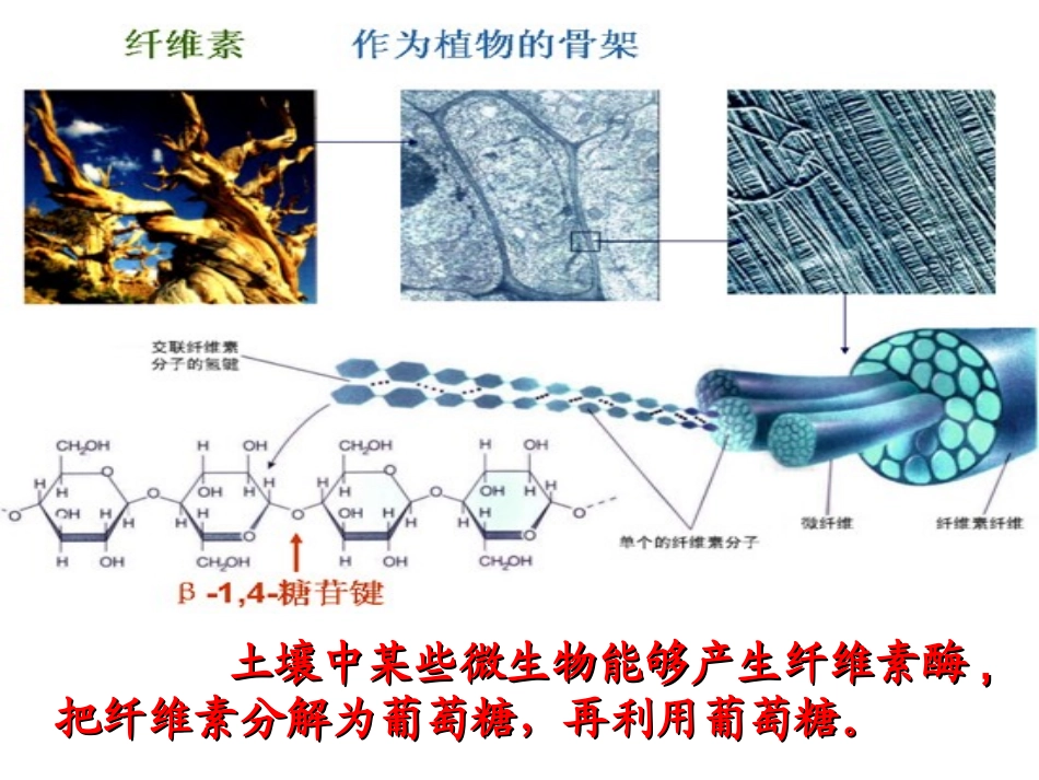 课题3-分解纤维素的微生物的分离-(3)_第3页