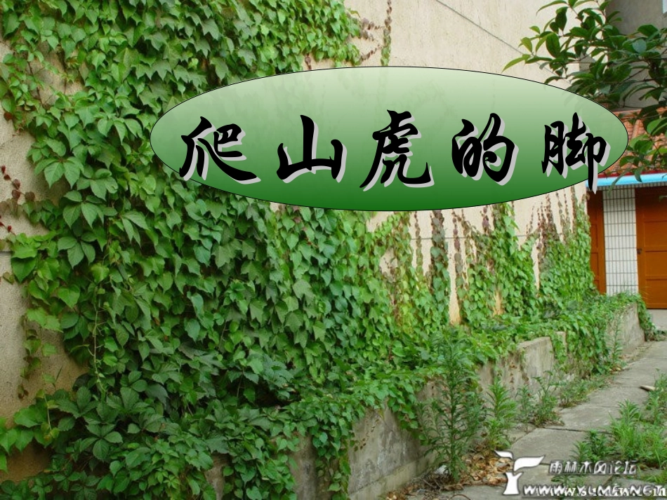 爬山虎的脚-教学课件_第1页