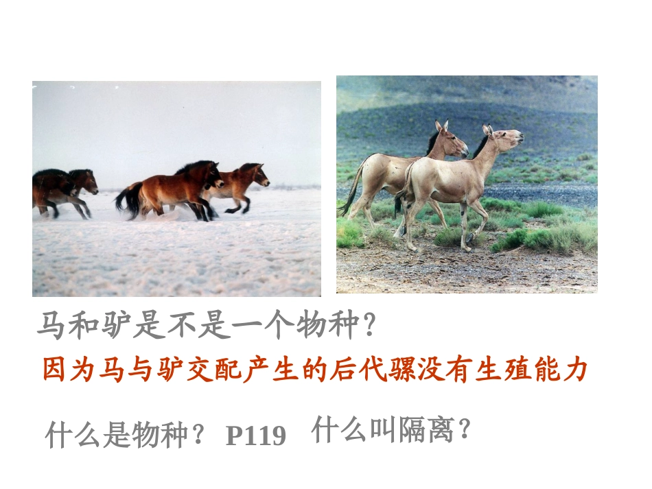 《隔离与物种的形成》课件1_第2页
