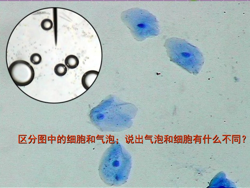 高中生物-3-1《细胞的基本结构》课件-新人教版必修1_第2页