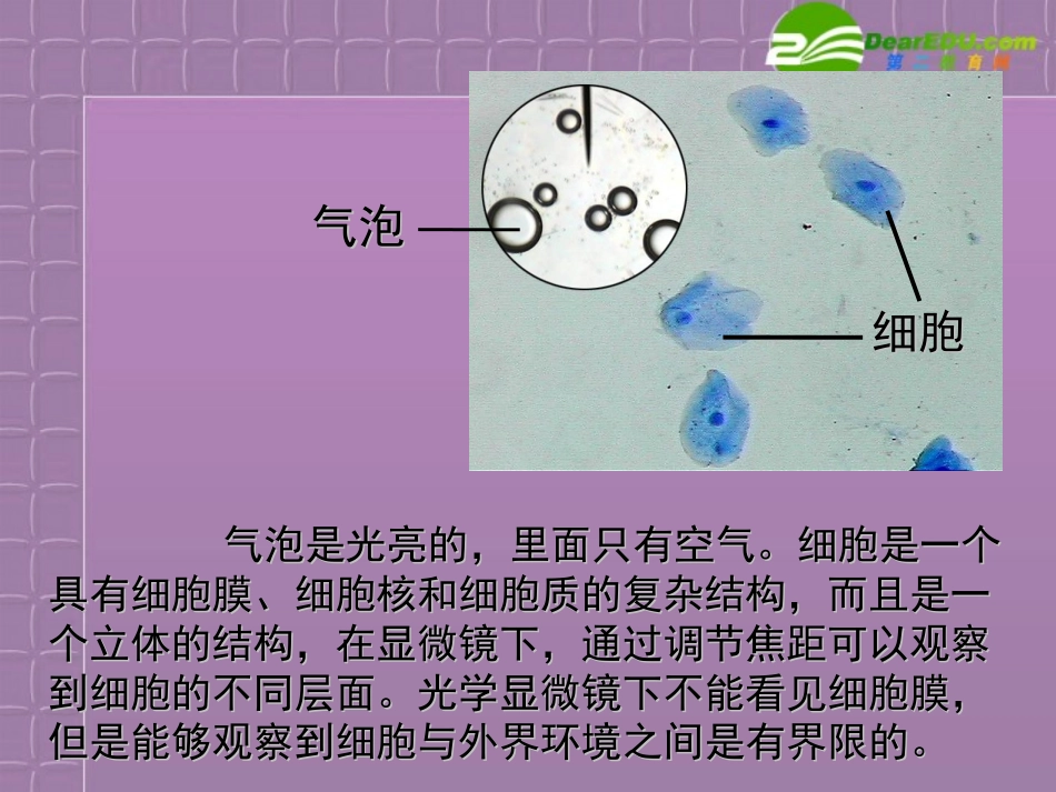 高中生物-3-1《细胞的基本结构》课件-新人教版必修1_第3页