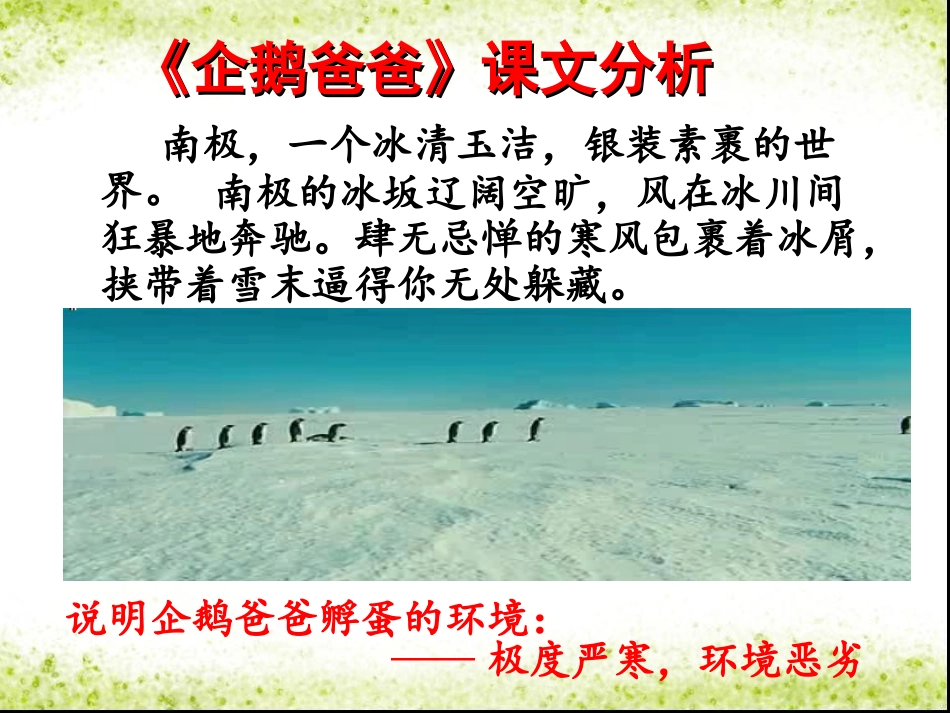 《企鹅爸爸》课文分析_第1页