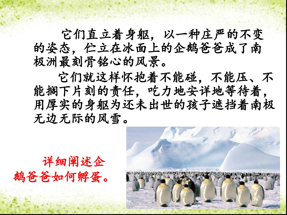 《企鹅爸爸》课文分析_第2页
