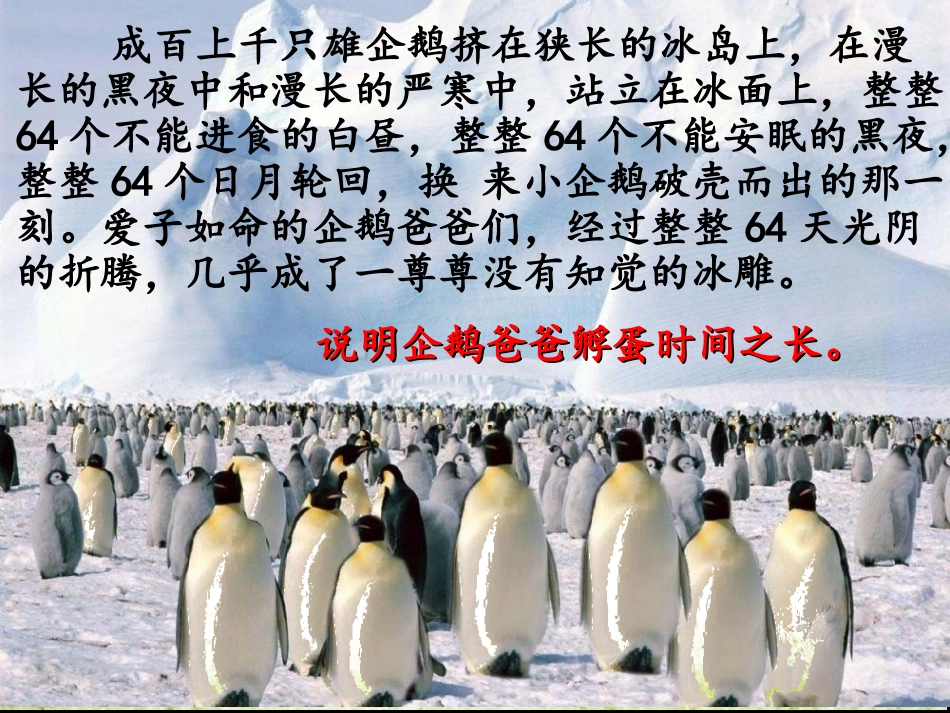 《企鹅爸爸》课文分析_第3页
