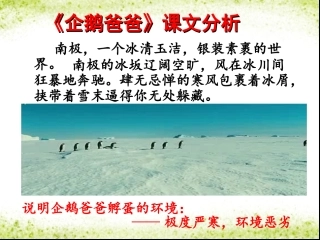 《企鹅爸爸》课文分析