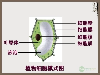 七年级生物上册-2.2.1《细胞的生活需要物质和能量》课件3-人教新课标版