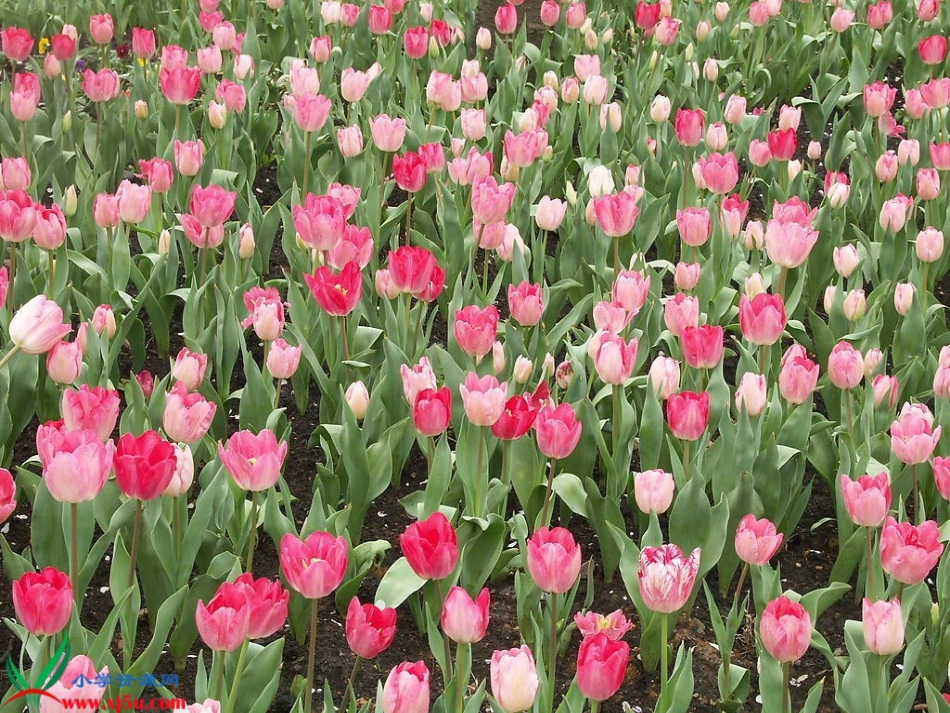 人教新课标二年级语文下册《找春天8》PPT课件_第2页