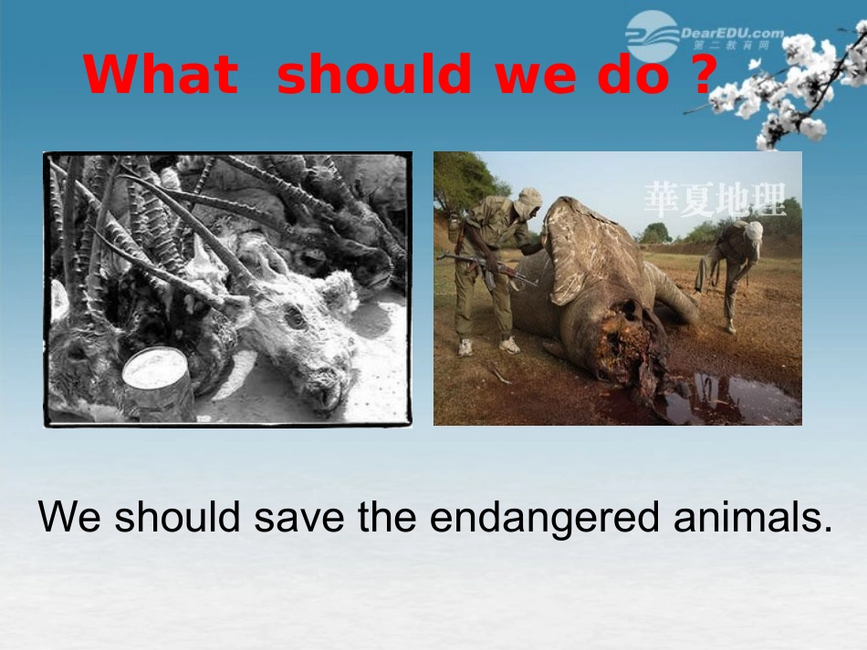 浙江省台州市黄岩区头陀镇中学九年级英语-Unit-15-We’re-trying-to-save-the-manatees-Period-3课件-人教_第2页