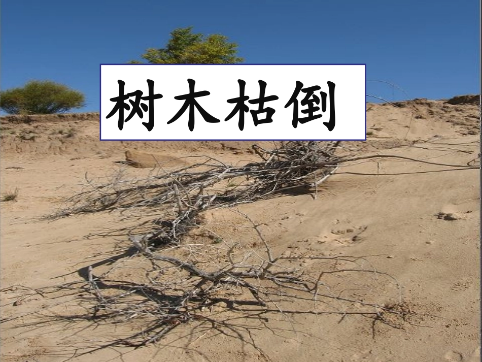 《青山不老》课件2_第2页
