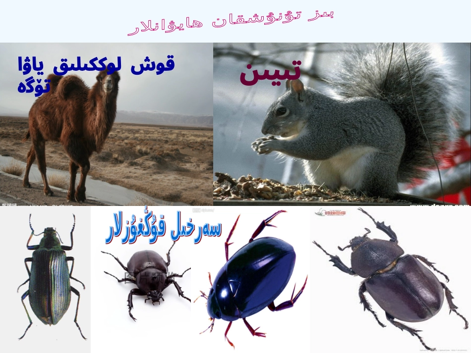 (部编)初中语文人教2011课标版七年级下册介绍动物的时候抓好特点_第2页