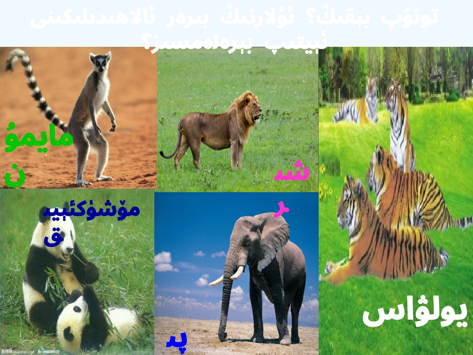 (部编)初中语文人教2011课标版七年级下册介绍动物的时候抓好特点_第3页