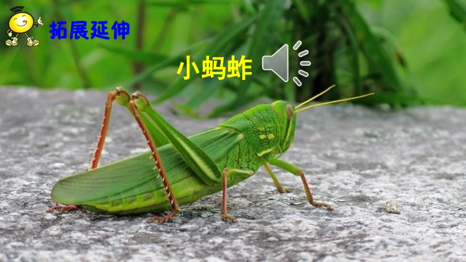 11我是一只小虫子_第2页