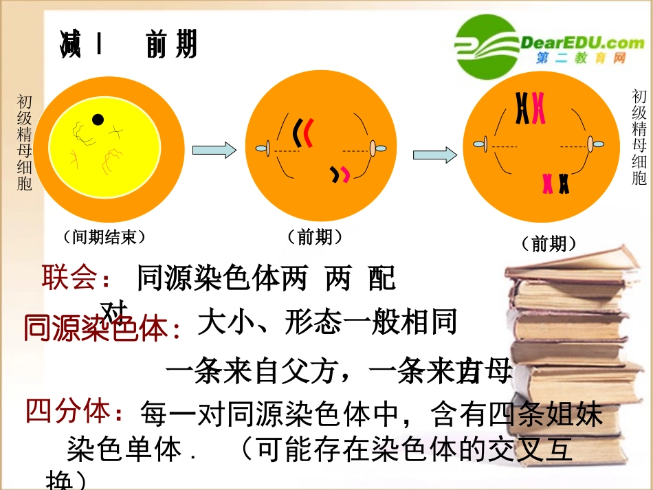 高中生物减数分裂中染色体的行为-课件人教版必修2_第2页