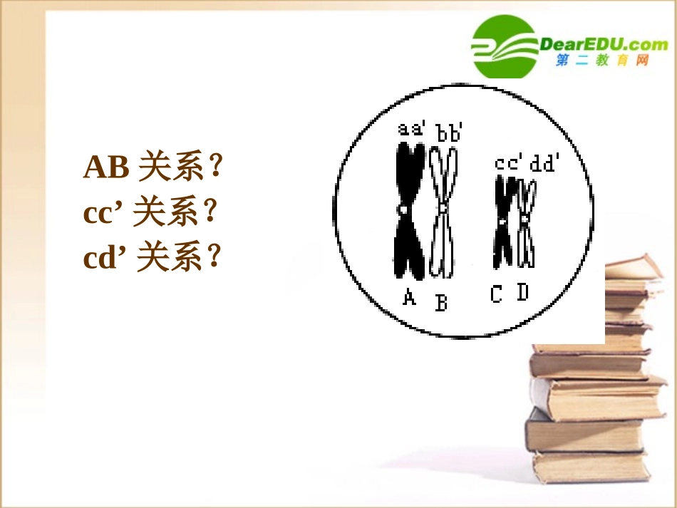 高中生物减数分裂中染色体的行为-课件人教版必修2_第3页