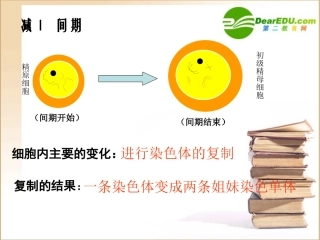 高中生物减数分裂中染色体的行为-课件人教版必修2