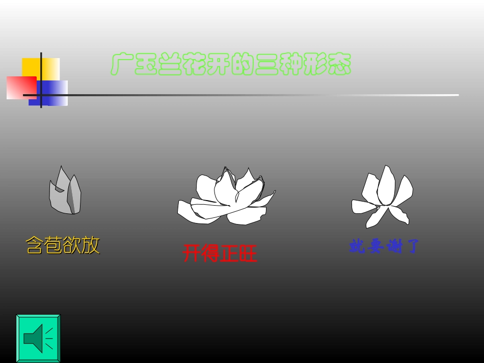 18《广玉兰-》-(1)_第3页