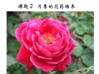 课题2-月季的花药培养