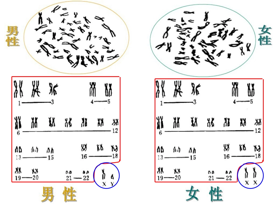 陕西地区2012高中生物复习资料-伴性遗传1课件-新人教版必修2_第3页