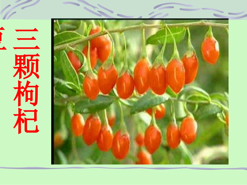 三颗枸杞豆ppt_第1页