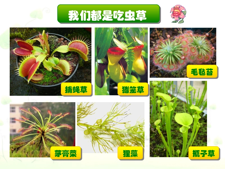 人美版小学三年级美术下册《吃虫草》课件-_第2页