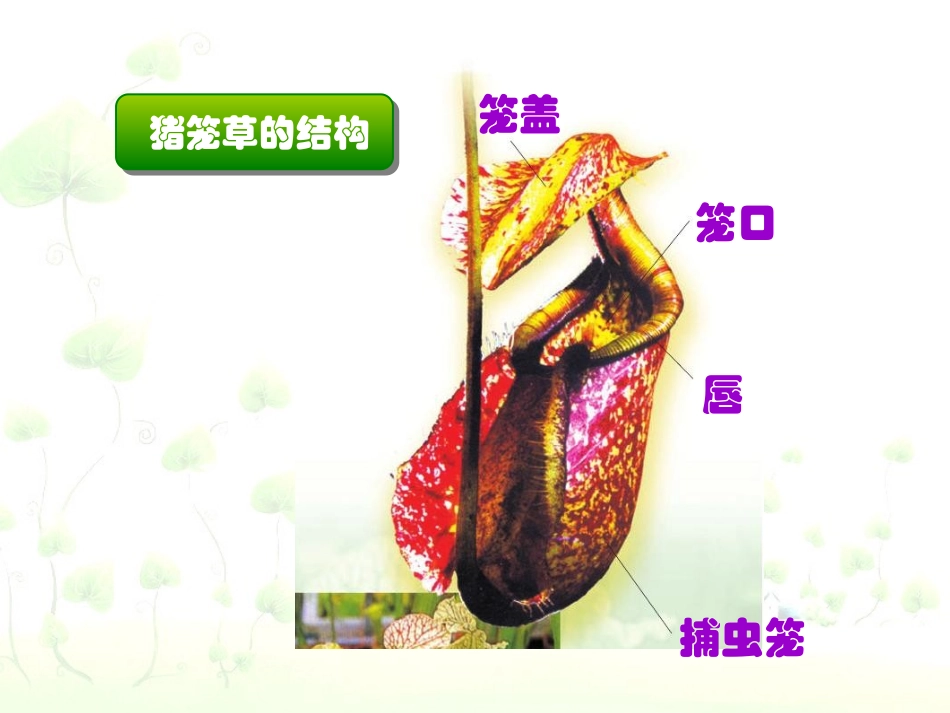 人美版小学三年级美术下册《吃虫草》课件-_第3页