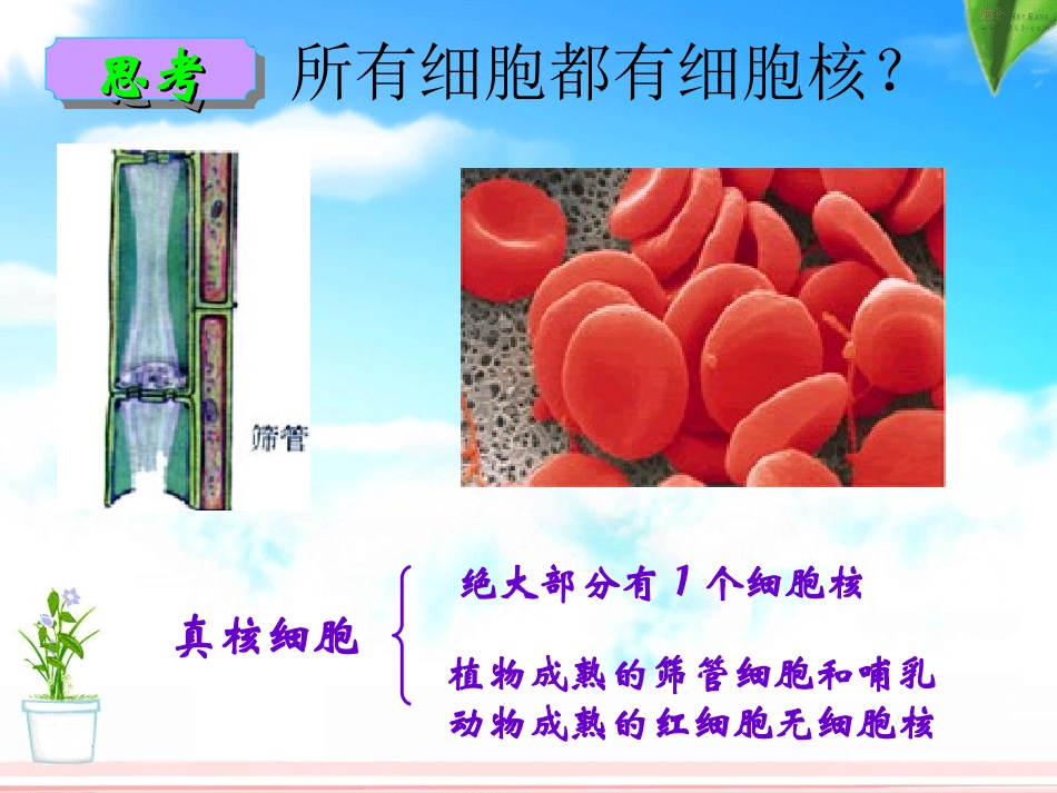 第四节细胞核-(3)_第3页