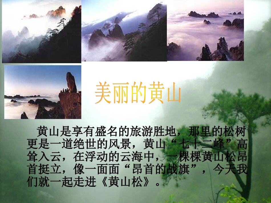 4黄山松课件2_第2页