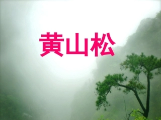 4黄山松课件2