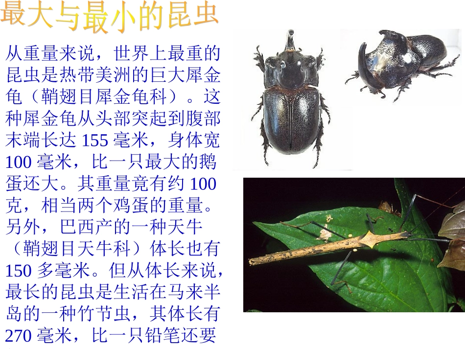六年级科学下册-放大镜下的昆虫世界3课件-教科版_第3页