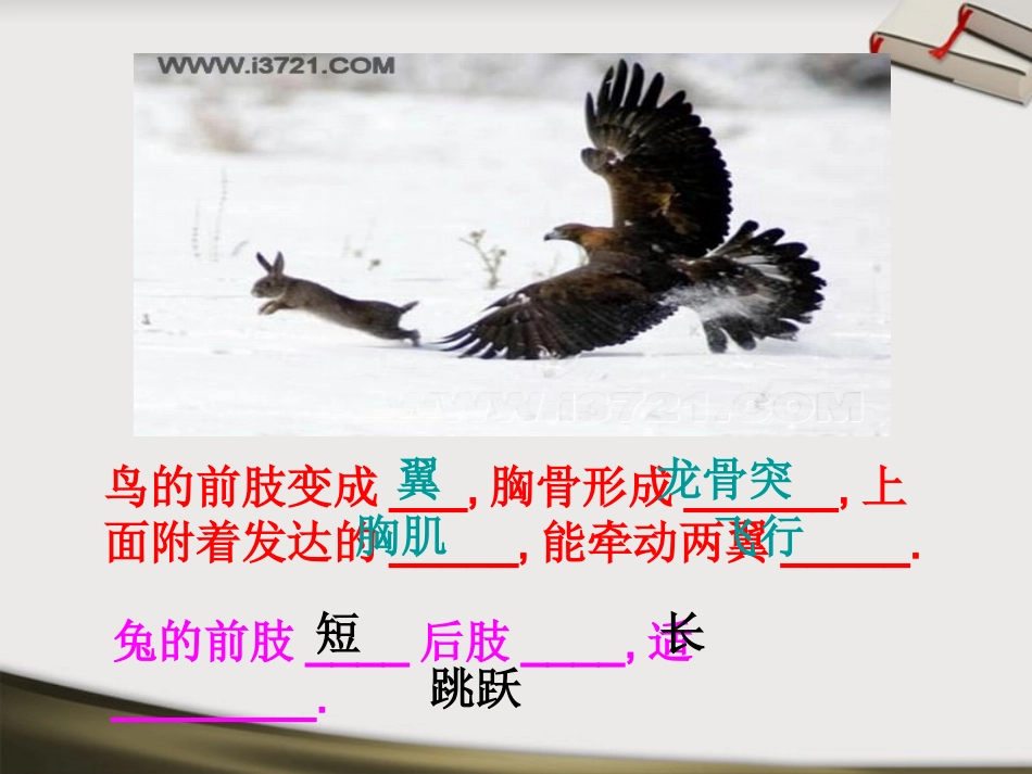 八年级生物上册-第二章-动物的运动和行为课件-人教新课标版_第3页