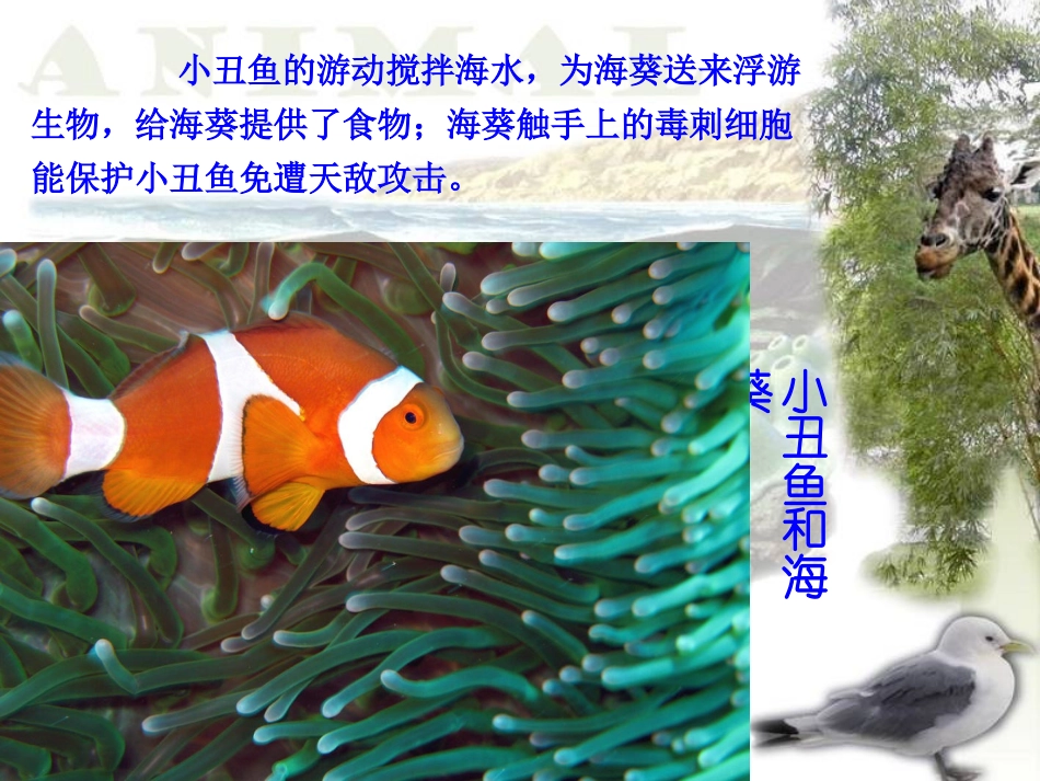 生物之间的相互合作-(2)_第3页