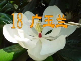 18《广玉兰》PPT课件(苏教版六年级语文下册课件)[1]---副本
