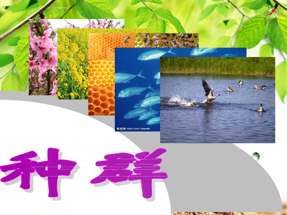 种群的特征-(2)_第2页