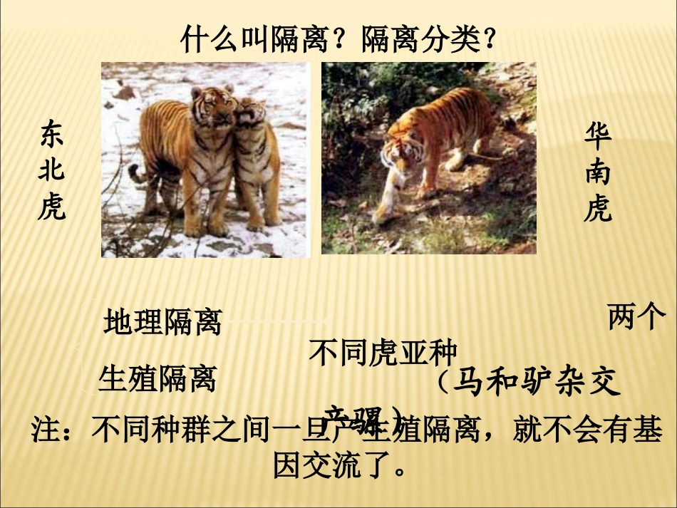《隔离与物种的形成》课件2-1-2_第2页