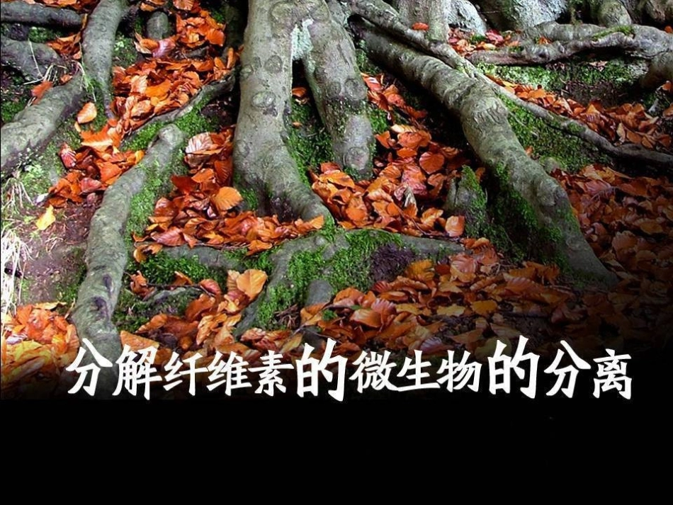 课题3-分解纤维素的微生物的分离-(5)_第1页