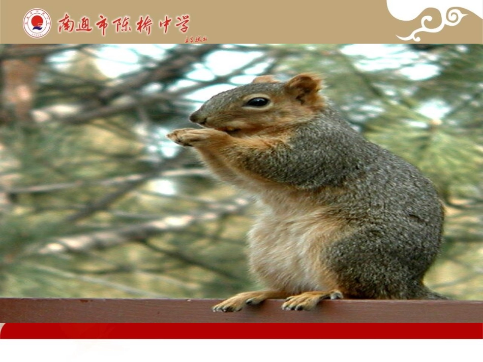 《松鼠》教学课件定稿_第2页