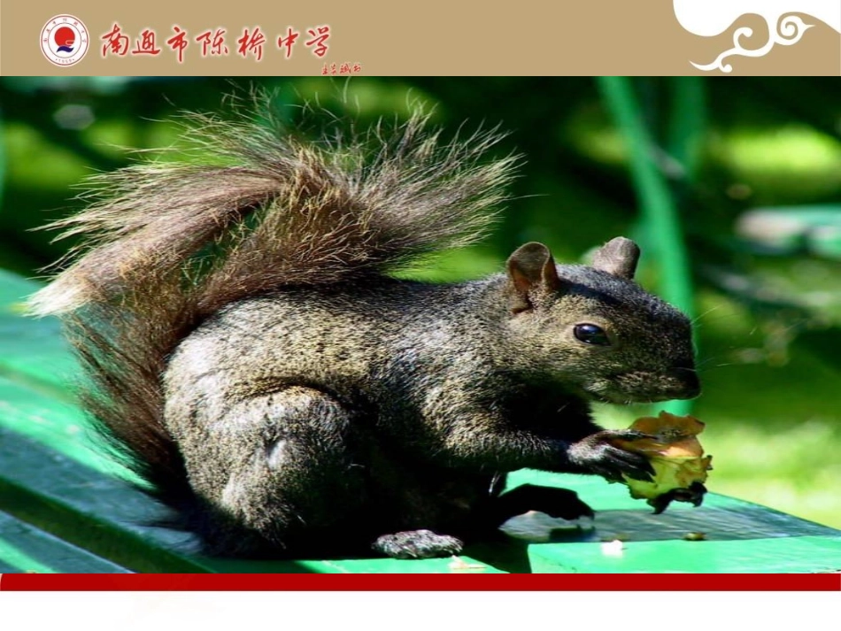 《松鼠》教学课件定稿_第3页