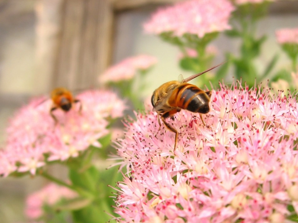 2—6的乘法口诀_第2页