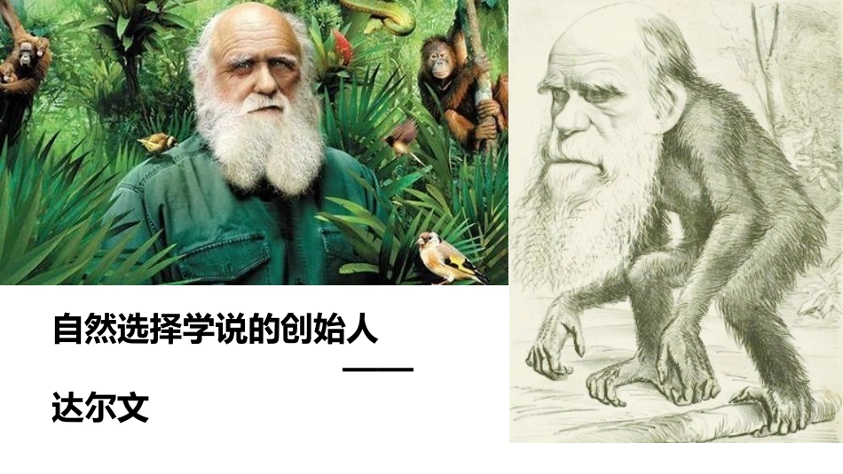第一节现代生物进化理论_第3页