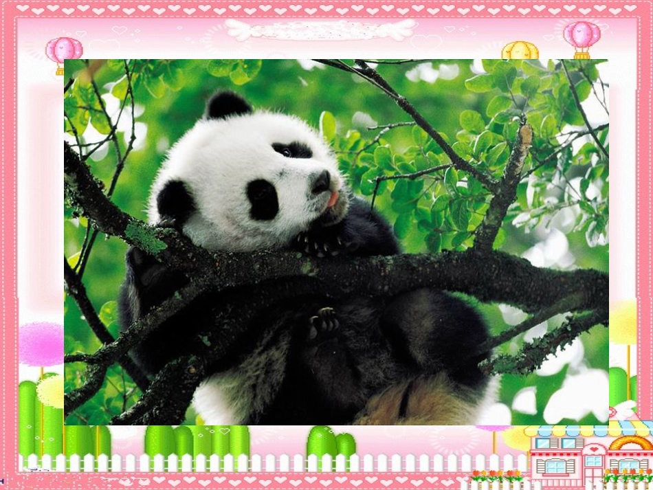 西师大版三年级语文上册《可爱的大熊猫》PPT教学演示课件_第2页